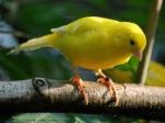 canary